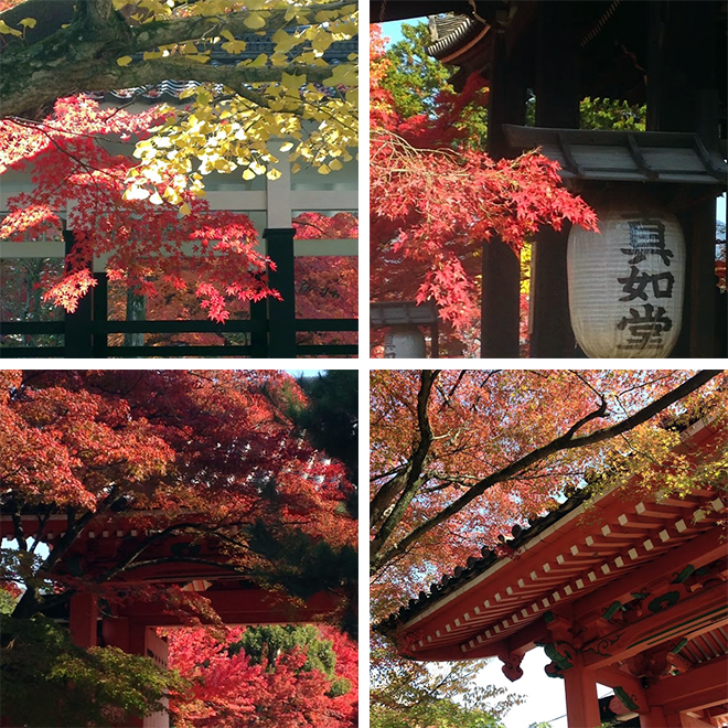 京都の紅葉は特別の色、京のいろ