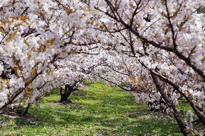 春に見る夢、桜色のトンネルを越えて